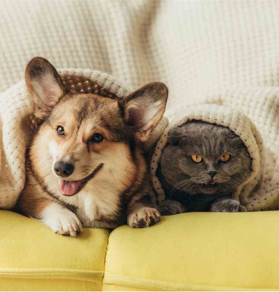 CAWGW Consultation Response to Animal Licensing