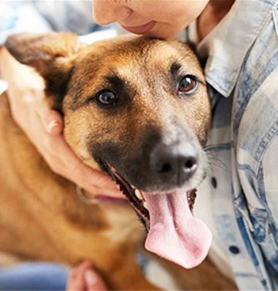 Responsible Dog Ownership Debated in the Senedd